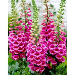 Naparstnica różowa - Camelot Rose - GIGA paczka! - 50 szt.