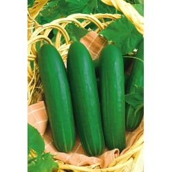 Ogórek sałatkowy Iwa - pod osłony - 35 nasion