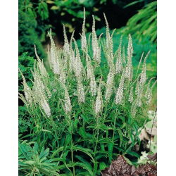 Przetacznik kłosowy biały - White - GIGA paczka! - 50 szt.