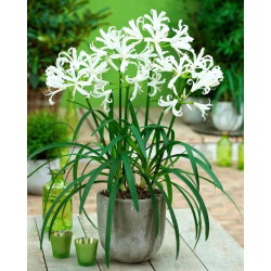 Nerine Alba - GIGA paczka! - 50 szt.