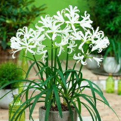 Nerine Alba - GIGA paczka! - 50 szt.