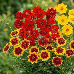 Nachyłek - zestaw 3 zjawiskowych odmian nasion kwiatów