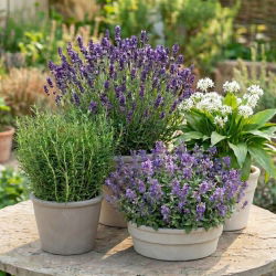 Zestaw roślin odstraszających kleszcze - 4 gatunki nasion