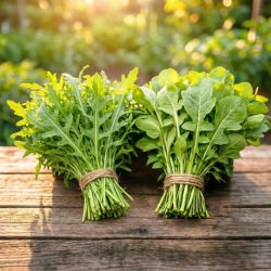 Rukola - zestaw 2 odmian nasion warzyw