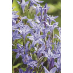 Hiacynt kalifornijski, Brodiaea - Queen Fabiola - GIGA paczka! - 500 szt.