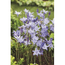 Hiacynt kalifornijski, Brodiaea - Queen Fabiola - GIGA paczka! - 500 szt.