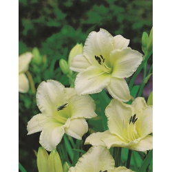 Liliowiec Arctic Snow - GIGA paczka! - 50 szt.