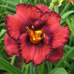 Liliowiec Berrylicious - GIGA paczka! - 50 szt.