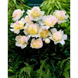 Piwonia, Paeonia - Top Brass - sadzonka - duża paczka! - 10 szt.