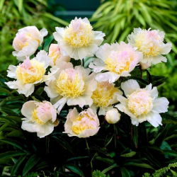Piwonia, Paeonia - Top Brass - sadzonka - GIGA paczka! - 50 szt.