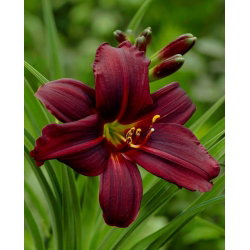 Liliowiec Black Emanuelle - GIGA paczka! - 50 szt.
