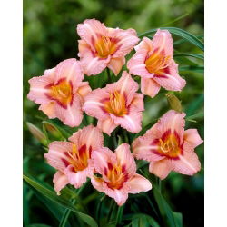 Liliowiec Longfields Glory - GIGA paczka! - 50 szt.