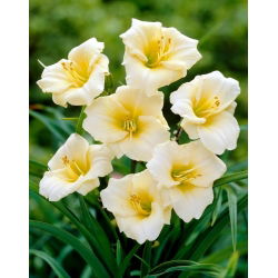 Liliowiec Longfields Pearl - GIGA paczka! - 50 szt.