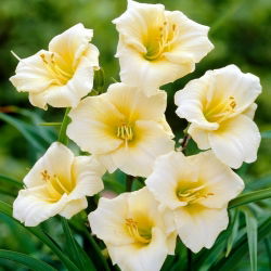 Liliowiec Longfields Pearl - GIGA paczka! - 50 szt.