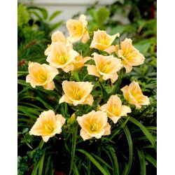 Liliowiec Mini Pearl - GIGA paczka! - 50 szt.