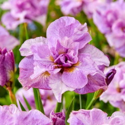 Irys syberyjski, Kosaciec - Pink Parfait - GIGA paczka! - 50 szt.