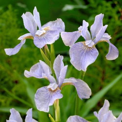 Irys syberyjski, Kosaciec - Soft Blue - GIGA paczka! - 50 szt.