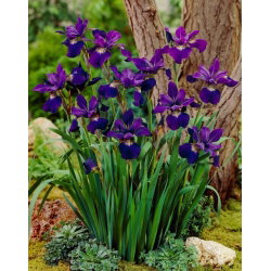 Irys syberyjski, Kosaciec - Teal Velvet - GIGA paczka! - 50 szt.