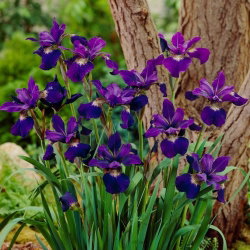Irys syberyjski, Kosaciec - Teal Velvet - GIGA paczka! - 50 szt.