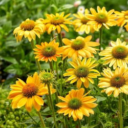 Jeżówka żółta - Mellow Yellows - GIGA paczka! - 50 szt.