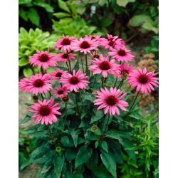 Jeżówka purpurowa - wielkokwiatowa - The King - GIGA paczka! - 50 szt.