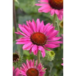 Jeżówka purpurowa - Vintage Wine - GIGA paczka! - 50 szt.