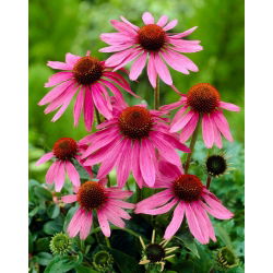 Jeżówka różowa - Magnus - GIGA paczka! - 50 szt.