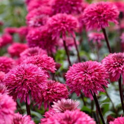 Jeżówka pełna - Blackberry Truffle - GIGA paczka! - 50 szt.