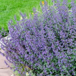 Kocimiętka Six Hills Giant - GIGA paczka! - 50 szt.