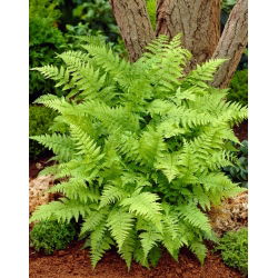 Paproć ogrodowa - Athyrium filix-femina - Wietlica samicza - GIGA paczka! - 50 szt.