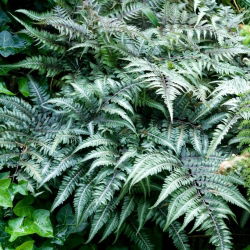 Paproć ogrodowa - Athyrium niponicum - Wietlica japońska - GIGA paczka! - 50 szt.