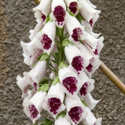 Naparstnica purpurowa - biało-bordowa - GIGA paczka! - 50 szt.