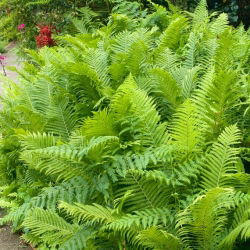 Paproć ogrodowa - Matteuccia struthiopteris - Pióropusznik strusi - GIGA paczka! - 50 szt.