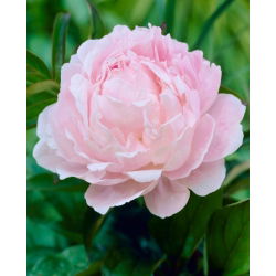 Piwonia, Paeonia - jasnoróżowa - sadzonka - GIGA paczka! - 50 szt.