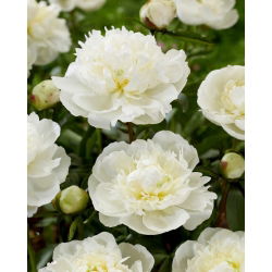 Piwonia, Paeonia - Duchesse de Nemours - sadzonka - GIGA paczka! - 50 szt.