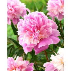 Piwonia, Paeonia - Sorbet - sadzonka - GIGA paczka! - 50 szt.