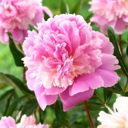 Piwonia, Paeonia - Sorbet - sadzonka - GIGA paczka! - 50 szt.