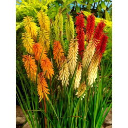 Kniphofia mix - GIGA paczka! - 50 szt.