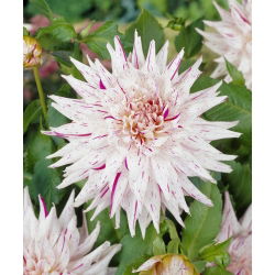 Dalia - Mick's Peppermint - duża paczka! - 10 szt.