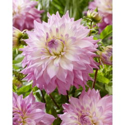 Dalia - Sir Alf Ramsey