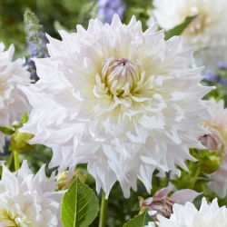 Dalia - Ka's Cloud - GIGA paczka! - 50 szt.