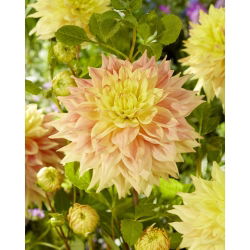 Dalia - Advance Us - duża paczka! - 10 szt.