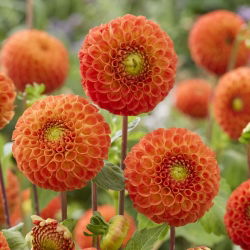 Dalia - Bantling - duża paczka! - 10 szt.