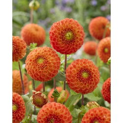 Dalia - Bantling - duża paczka! - 10 szt.