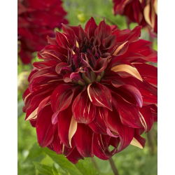 Dalia - Bohemian Spartacus - GIGA paczka! - 50 szt.