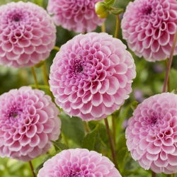 Dalia - Stolze Von Berlin - duża paczka! - 10 szt.