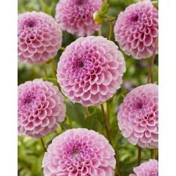 Dalia - Stolze Von Berlin - GIGA paczka! - 50 szt.