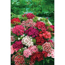 Goździk brodaty - mieszanka o kwiatach pojedynczych