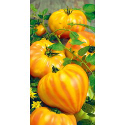 Pomidor Gourmansun F1 - tunelowy, żółto-czerwony, słodki, typ ananasowy - 10 nasion
