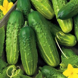 Ogórek Akord F1 - bardzo plenny, wysoka tolerancja na mączniaka, nie gorzknieje, kształtne owoce - 25 nasion